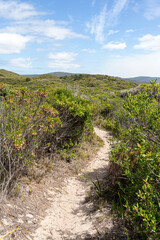 Scrub on the hill above the southern shore of the Nornalup Inlet in the Walpole-Nornalup National Park, Shire of Denmark, Great Southern region of Western Australia, WA, Australia.