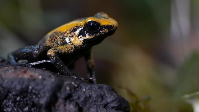 Young Golden Poison Dart Frog with Dirty Yellow Skin