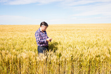 Senior man standing waist-deep in golden wheat field under blue sky examining wheat heads