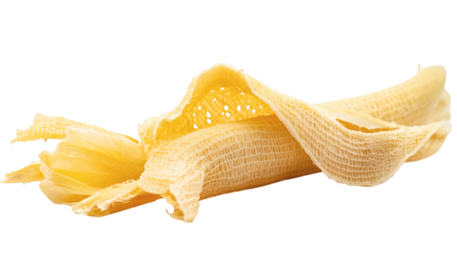 Peeled corn cob with silk and husk partially intact on natural diagonal layout isolated on transparent background 