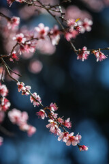 Pink almond blossoms blooming in Andalusia, Spain during spring