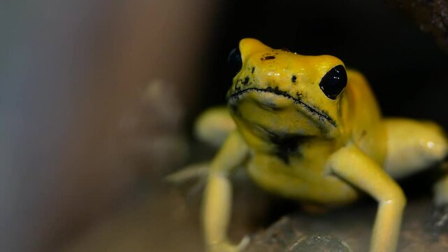 Bright Yellow Golden Poison Frog Close-Up in Dark Terrarium