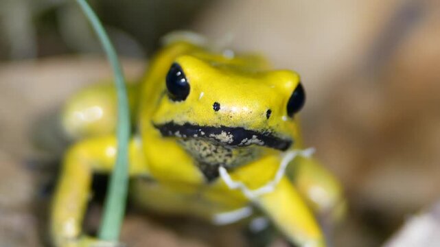 Bright Yellow Golden Poison Frog Close-Up in Dark Terrarium