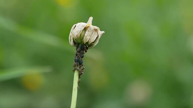 Black Aphids and Ant on Wilted Chamomile Flower Macro