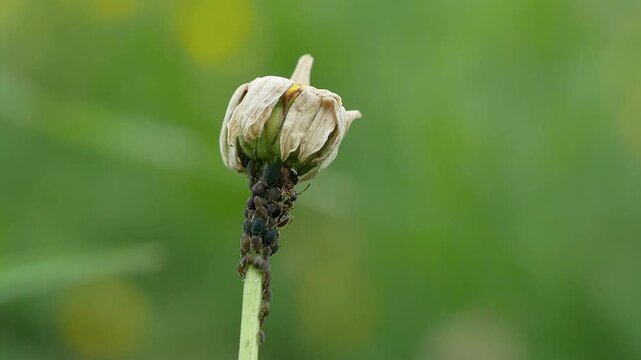 Black Aphids and Ant on Wilted Chamomile Flower Macro