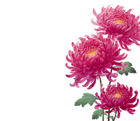 Beautiful chrysanthemum flowers on white, copy space for text. Watercolour digital illustration. 