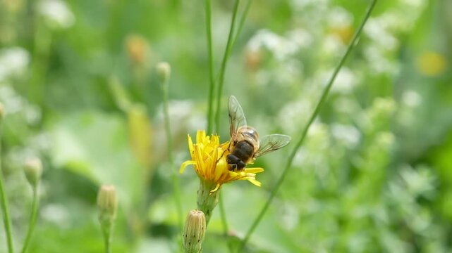 Bee Pollinating Yellow Flower on Lawn in Soft Shade