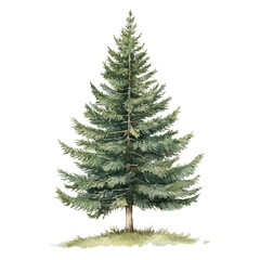 A Engelmann Spruce Tree, watercolor drawing vector, isolated on a white background.