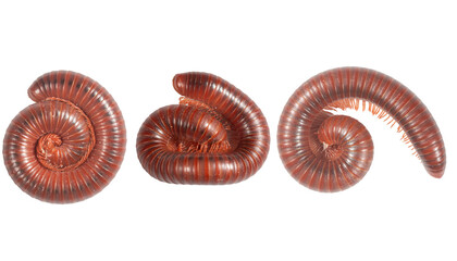 Set of images of millipedes rolling around on a white background.