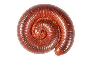 Millipede isolated on white background. Close-up image.