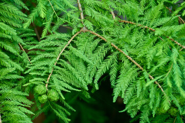 メタセコイアの葉と丸い実の背景素材