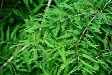 メタセコイアの葉の背景素材