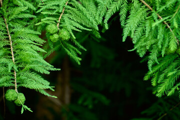 メタセコイアの葉と丸い実の背景素材