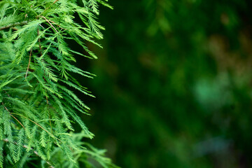 メタセコイアの葉の背景素材