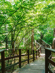 Ecopath in Park reserve Serebryany Bor in Moscow. Beautiful wooden road leading to forest