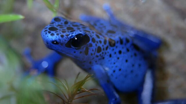 Blue Poison Dart Frog Close-Up in Tropical Terrarium Setting