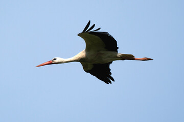 Cigogne blanche, Ciconia ciconia, White Stork