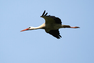 Cigogne blanche, Ciconia ciconia, White Stork