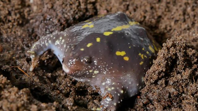 Mexican Burrowing Toad Digs Backward into Soft Soil