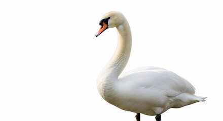 Obraz premium Elegant White Swan Gracefully Posing Against a Pure White Background