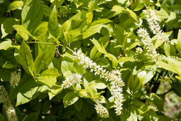 Itea virginica - Virginia willow shrub with inflorescences of pretty cream catkins in slightly curved spikes and with alternate, glossy green elliptical leaves, paler underneath
