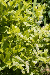 Virginia sweetspire (Itea virginica). Elegant shrub with summer flowering of fragrant white kitten...