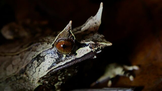Malayan Horned Frog Close-Up on Dark Terrarium Background