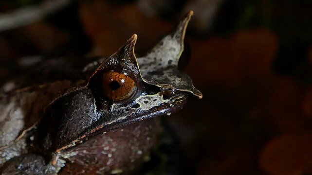 Malayan Horned Frog Close-Up on Dark Terrarium Background
