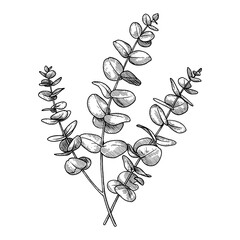 Obraz na płótnie Canvas Multiple Eucalyptus Branches Detailed Botanical Black and White Outline Line Art Drawing Illustration Vintage Style
