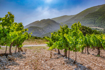 vine with green foliage growing in summer under a sunny sky in the vineyard in France, vaucluse