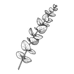 Eucalyptus Branch Black and White Outline Line Art Drawing Isolated Botanical Plant Graphic Design Element