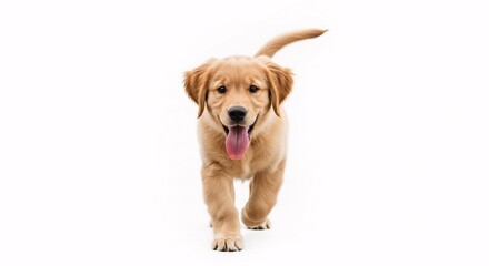 Adorable Golden Retriever Puppy Walking Towards Camera on White Background