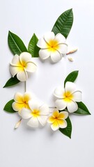 Fototapeta premium frangipani flowers on white background