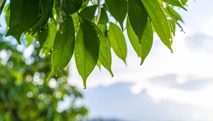 Obraz premium Green leaves against the sky