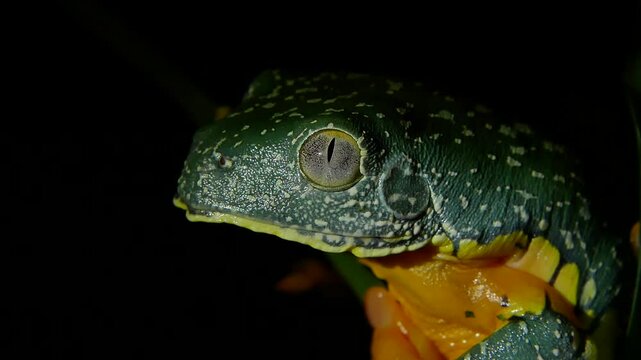 Fringed Leaf Frog Close-Up Face on Black Background