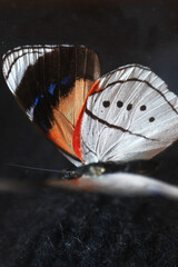 A macro photo of butterfly wings showing color, and intricate patterns