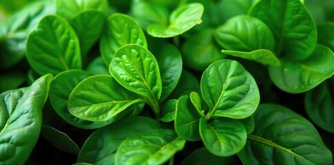 Fresh, vibrant spinach leaves, lush green and ready to be used in your favorite recipes Perfect for salads, smoothies, or as a healthy side dish , nutritious, natural