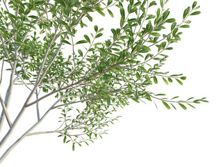Olea europaea Wilsonii Tree 4k png cutout