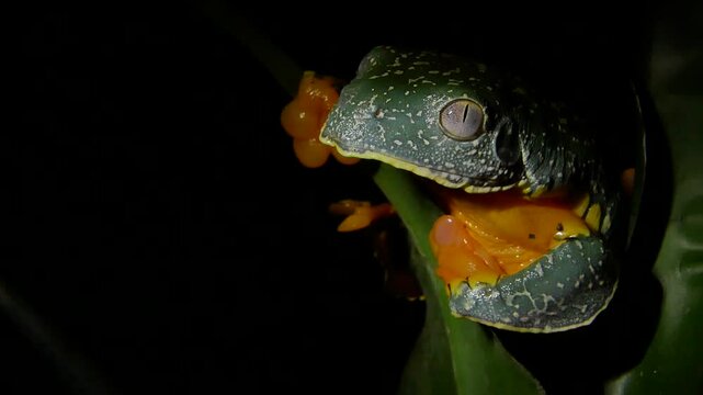 Fringed Leaf Frog Close-Up Face on Black Background