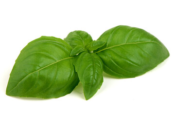 Basil Leaves Isolated, Fresh Green Herb