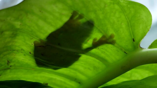 Shadow of Red-Eyed Tree Frog Seen Beneath Leaf