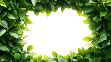  Lush green leaves forming a natural frame, isolated on transparent background 