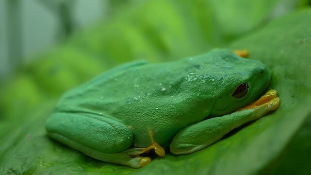 Red-Eyed Tree Frog Sitting Calmly on Green Leaf