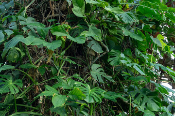 Lush Green Monstera Leaves in Tropical foliage background. Nature