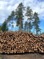 Many large tree trunks stacked