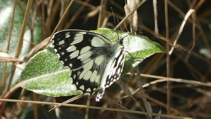Marbled white (Melanargia galathea) butterfly, male sitting on an oleaster leaf