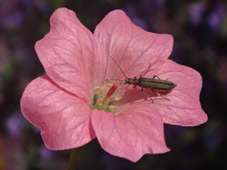 False blister beetle (Oedemera lurida), gravid female on Oxford geranium flower