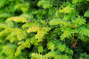 Close-up of a small striped snail resting on vibrant green conifer branches. Natural summer background with shallow depth of field and rich texture.