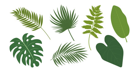 Set of tropical leaves including monstera, palm, fern and philodendron. Vector illustration isolated on white background. Botanical collection for summer projects, textile prints, wallpaper. © Nadiia