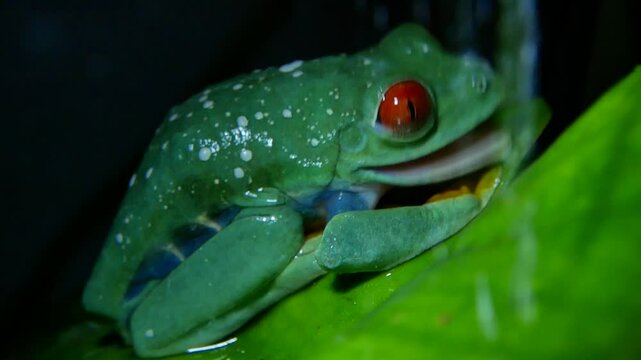 Red-Eyed Tree Frog Sitting Calmly on Green Leaf